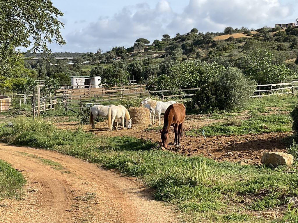 equestrian holidays in algarve
